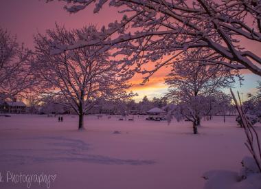 Photo:Burlington Common in winter at sunset - shows large open space with snow, dotted with small trees with snow-covered leaves